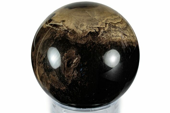 Polished Petrified Wood Sphere - California #309179